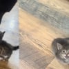 Illustration : Ils recueillent un chaton errant et envisagent de lui trouver une autre famille, leur chien en décide autrement (vidéo)