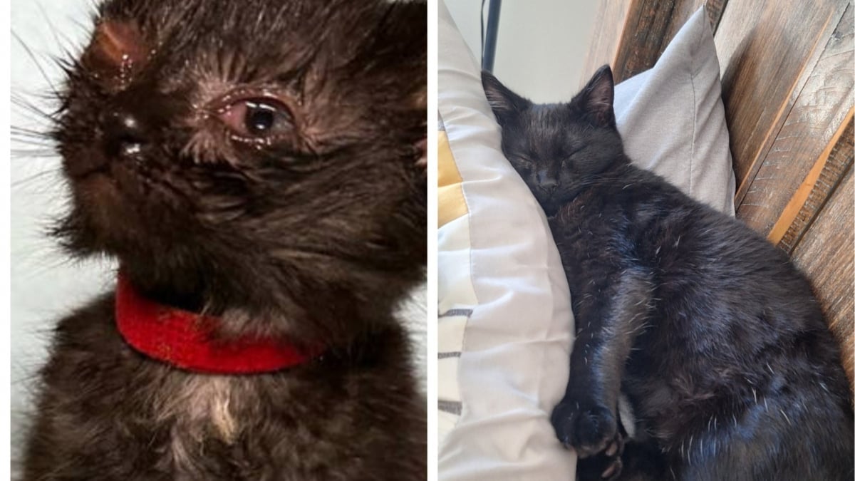 Illustration : "Ce chaton devenu borgne à cause d’un début de vie chaotique prend une revanche réconfortante "