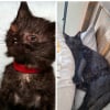Illustration : Ce chaton devenu borgne à cause d’un début de vie chaotique prend une revanche réconfortante 