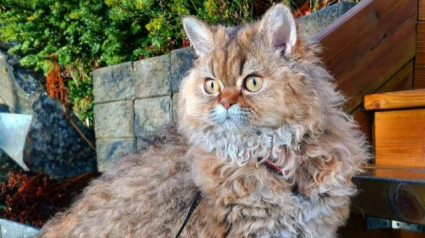 Illustration : 7 choses &agrave; savoir sur le Selkirk Rex, cet adorable matou &agrave; la fourrure fris&eacute;e