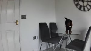 Illustration : "Une femme est obligée d’appeler ses voisins à la rescousse en découvrant ce que fait son chien à la maison pendant son absence (vidéo) "