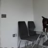 Illustration : Une femme est obligée d’appeler ses voisins à la rescousse en découvrant ce que fait son chien à la maison pendant son absence (vidéo) 