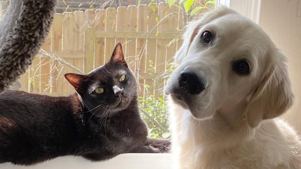 Illustration : "Tous les matins, ce chat affectueux réveille son compagnon canin avec de tendres petits coups de tête (vidéo)"