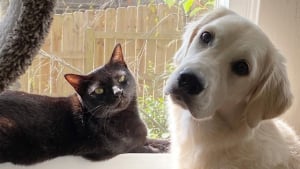 Illustration : Tous les matins, ce chat affectueux réveille son compagnon canin avec de tendres petits coups de tête (vidéo)