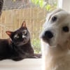 Illustration : Tous les matins, ce chat affectueux réveille son compagnon canin avec de tendres petits coups de tête (vidéo)