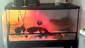 Illustration : « C'était super mignon et drôle, je devais absolument le partager », une chatte espiègle s’installe dans le terrarium du lézard familial, transformant le reptile en locataire expulsé (vidéo)