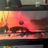 Illustration : « C'était super mignon et drôle, je devais absolument le partager », une chatte espiègle s’installe dans le terrarium du lézard familial, transformant le reptile en locataire expulsé (vidéo)