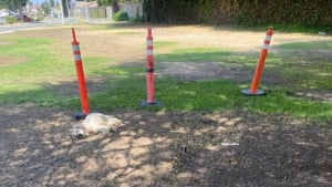 Illustration : Malade et abandonné, ce vénérable toutou a été ignoré pendant 2 longues journées avant d’être secouru (vidéo)