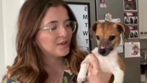 Illustration : Une jeune femme ayant dédié son quotidien aux animaux maltraités et malades a permis à 30 chiens de démarrer une autre vie