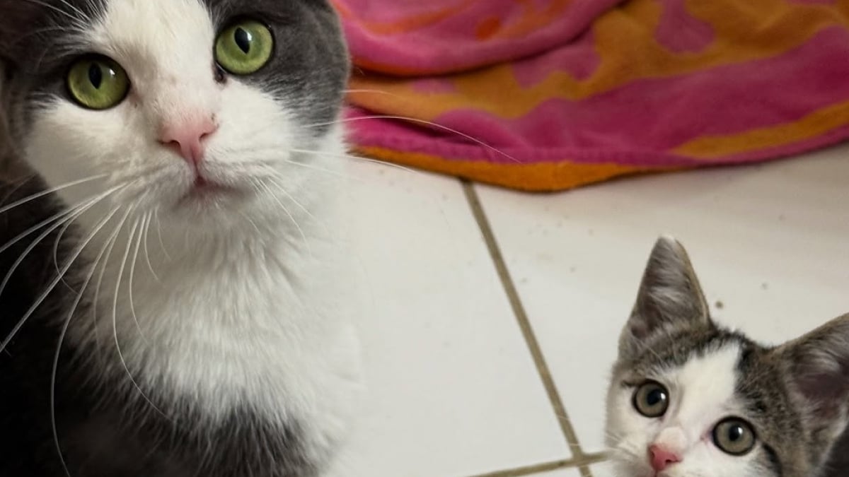 Illustration : "En se présentant devant un porche, cette chatte et son chaton se donnent la possibilité d’une nouvelle vie à l’abri du manque et de la peur"