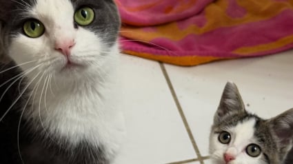 Illustration : En se présentant devant un porche, cette chatte et son chaton se donnent la possibilité d’une nouvelle vie à l’abri du manque et de la peur