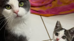 Illustration : En se présentant devant un porche, cette chatte et son chaton se donnent la possibilité d’une nouvelle vie à l’abri du manque et de la peur