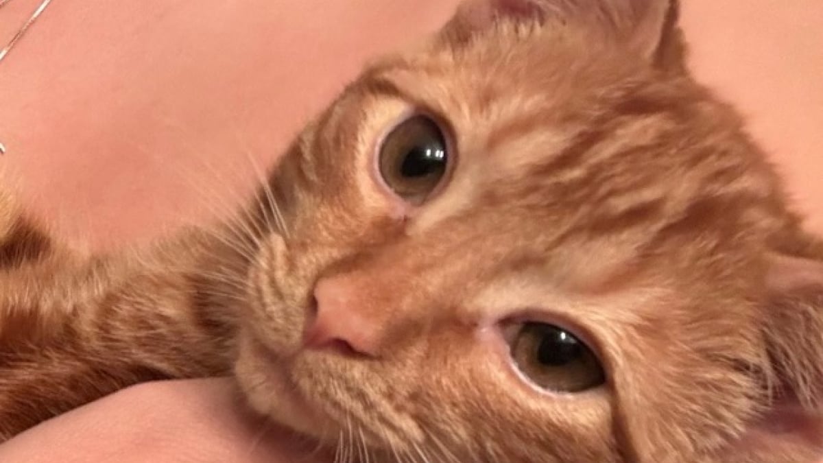 Illustration : "Ce chaton jeté dans un caniveau depuis une voiture reçoit douceur et bienveillance de la part d’une femme bouleversée par son histoire"
