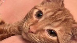 Illustration : Ce chaton jeté dans un caniveau depuis une voiture reçoit douceur et bienveillance de la part d’une femme bouleversée par son histoire