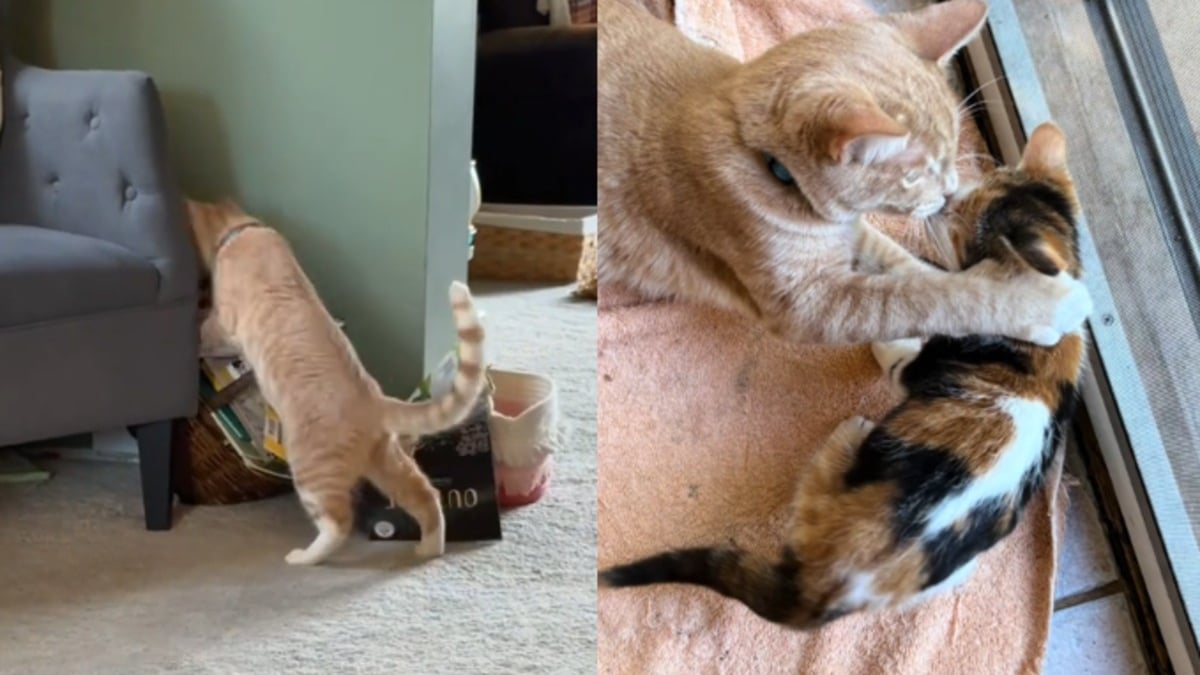 Illustration : "Ce chat cherche désespérément sa sœur de cœur rendue au refuge, sa famille prend finalement une noble décision (vidéo)"