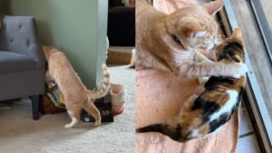 Illustration : Ce chat cherche désespérément sa sœur de cœur rendue au refuge, sa famille prend finalement une noble décision (vidéo)