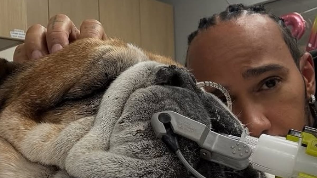 Illustration : "Le monde entier pleure la perte de Roscoe, chien et meilleur ami de Lewis Hamilton, qui s’est battu contre la maladie"