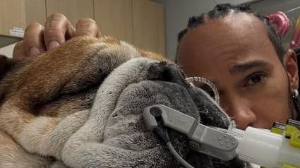 Illustration : Le monde entier pleure la perte de Roscoe, chien et meilleur ami de Lewis Hamilton, qui s’est battu contre la maladie