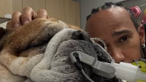 Illustration : "Le monde entier pleure la perte de Roscoe, chien et meilleur ami de Lewis Hamilton, qui s’est battu contre la maladie"