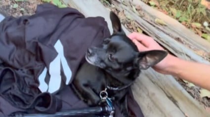 Illustration : Un randonneur aperçoit un chien au fin fond de la forêt et comprend qu’il doit agir vite pour éviter un drame
