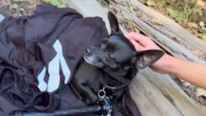 Illustration : Un randonneur aperçoit un chien au fin fond de la forêt et comprend qu’il doit agir vite pour éviter un drame