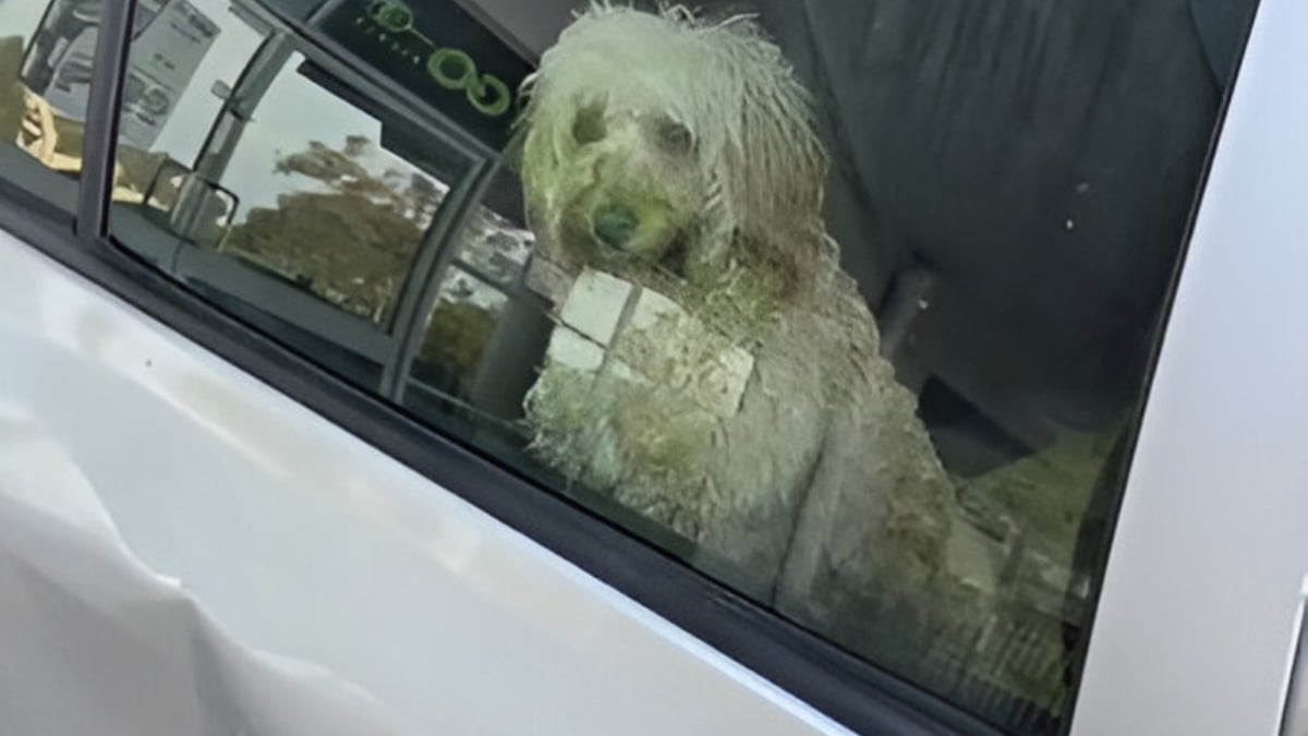 Illustration : "Le sort d'un chien laissé en plein soleil dans une voiture indigne les passants qui interviennent et appellent les secours (vidéo)"