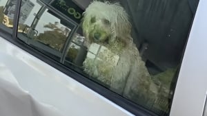Illustration : Le sort d'un chien laissé en plein soleil dans une voiture indigne les passants qui interviennent et appellent les secours (vidéo)