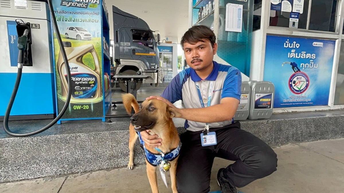 Illustration : "Un ancien chien errant a désormais son propre badge dans la station service où il a été retrouvé "