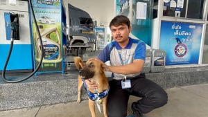 Illustration : Un ancien chien errant a désormais son propre badge dans la station service où il a été retrouvé 