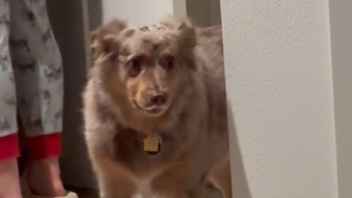 Illustration : "L'attitude hilarante d'un chien voulant intimider son congénère invité à la maison et le faire partir, sans se faire gronder (vidéo)"