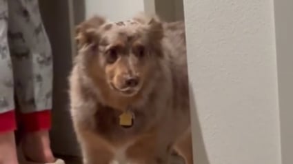 Illustration : L'attitude hilarante d'un chien voulant intimider son congénère invité à la maison et le faire partir, sans se faire gronder (vidéo)