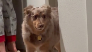 Illustration : L'attitude hilarante d'un chien voulant intimider son congénère invité à la maison et le faire partir, sans se faire gronder (vidéo)