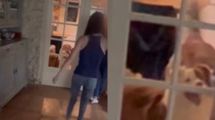Illustration : Ce chien explose de bonheur en voyant sa maîtresse remarcher après un long combat de 5 ans contre la paralysie (vidéo)