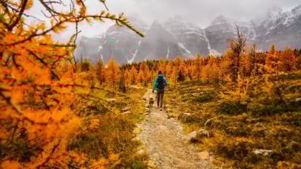 Illustration : 13 activités automnales à faire avec son chien