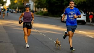 Illustration : Adoptée dans un refuge, cette Chihuahua enchaîne les marathons aux côtés de son maître passionné de course