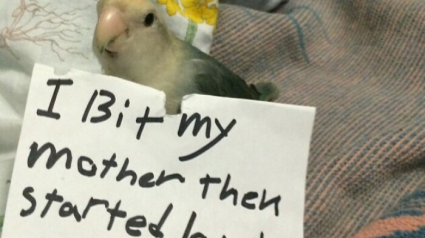 Illustration : 15 photos d&rsquo;animaux de compagnie affich&eacute;s sur le &laquo; mur de la honte &raquo; &agrave; cause de leurs adorables b&ecirc;tises