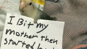 Illustration : "15 photos d’animaux de compagnie affichés sur le « mur de la honte » à cause de leurs adorables bêtises"