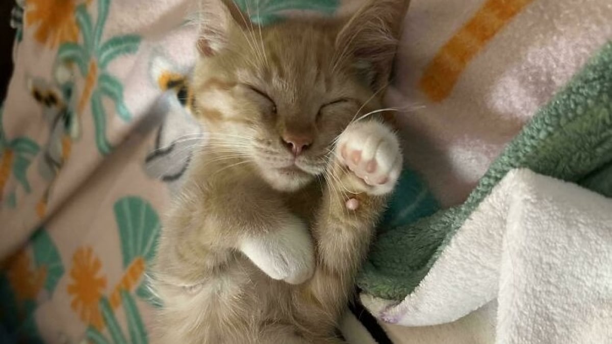 Illustration : "12 photos émouvantes d’animaux tout juste adoptés par leur nouvelle famille"