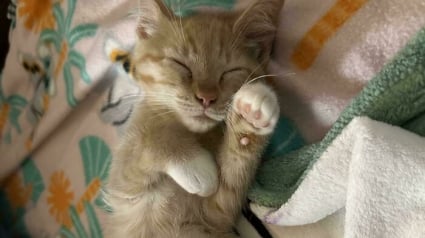 Illustration : 12 photos &eacute;mouvantes d&rsquo;animaux tout juste adopt&eacute;s par leur nouvelle famille