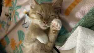 Illustration : "12 photos émouvantes d’animaux tout juste adoptés par leur nouvelle famille"