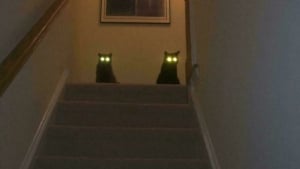 Illustration : "12 photos qui pourraient prouver que les chats sont des aliens débarqués sur Terre"