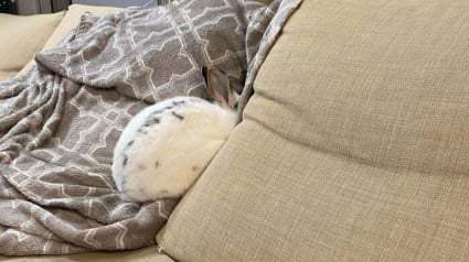 Illustration : 15 photos d’animaux qui jouaient à cache-cache et ne savaient pas qu’ils passeraient pour des clowns