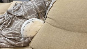 Illustration : 15 photos d’animaux qui jouaient à cache-cache et ne savaient pas qu’ils passeraient pour des clowns