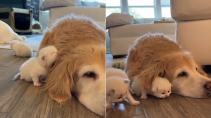 Illustration : Un minuscule chaton insiste pour se blottir sous l'oreille d'une chienne récalcitrante mais qui finit par céder (vidéo)