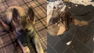 Illustration : Incapable de supporter la solitude, ce chiot Berger Allemand a saccag&eacute; la cuisine et adresse un rappel fondamental &agrave; sa ma&icirc;tresse (vid&eacute;o)