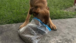 Illustration : Joie d’être secourue, ou tristesse d’avoir été abandonnée ? Le hurlement déchirant de cette petite chienne révèle son chemin parcouru (vidéo)