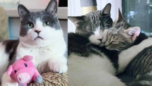 Illustration : Malgré des origines différentes et un grand écart d’âge, ces 2 chats ont noué une touchante complicité (vidéo)