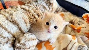 Illustration : Atteint d’une malformation à la patte avant, ce minuscule chaton fait preuve d’une force extraordinaire pour pouvoir mener une vie normale
