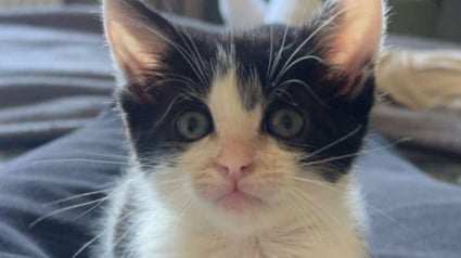 Illustration : Sauvé d’une situation critique après une chute, ce chaton finit par trouver sa famille pour la vie auprès de sa sauveuse vétérinaire