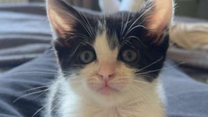 Illustration : Sauvé d’une situation critique après une chute, ce chaton finit par trouver sa famille pour la vie auprès de sa sauveuse vétérinaire